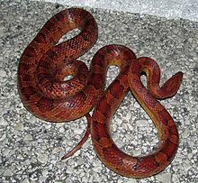 Image 1 of 3 year old corn snake for a good home