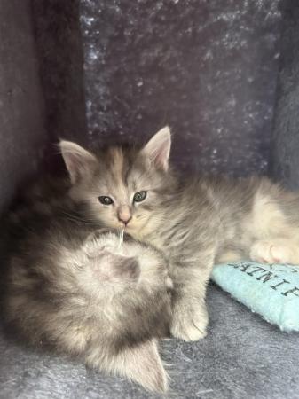 Image 13 of 1 female left - Beautiful Maine Coon Kittens