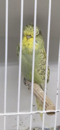 Image 6 of Adult male exhibition budgies for sale