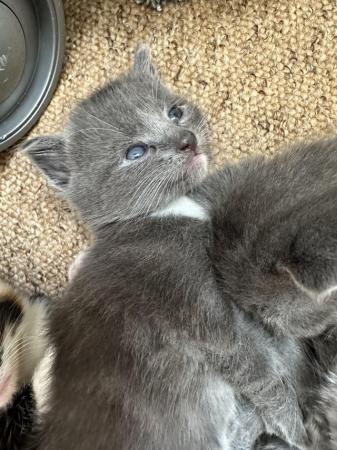 Image 5 of One beautiful grey and white kitten