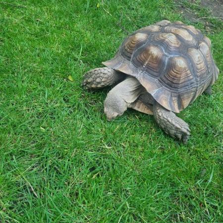 Image 4 of Very large sulcata tortoise