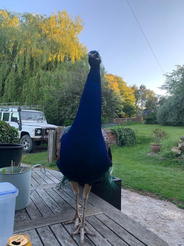 Preview of the first image of Indian peacocks and peahens for sale, adult birds and young.