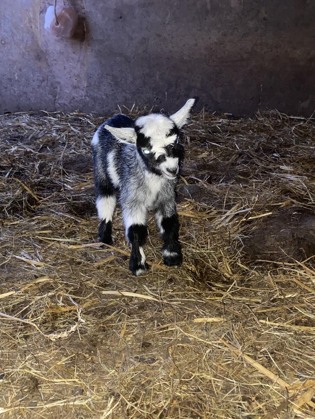 Preview of the first image of For sale- Pygmy goat kids.
