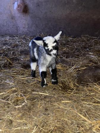 Image 1 of For sale- Pygmy goat kids