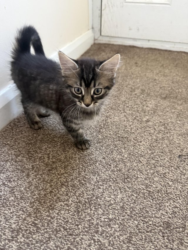 9week old kittens available for new homes now — photo 4 of 4