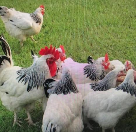 Image 3 of point of lay light sussex chickens for sale