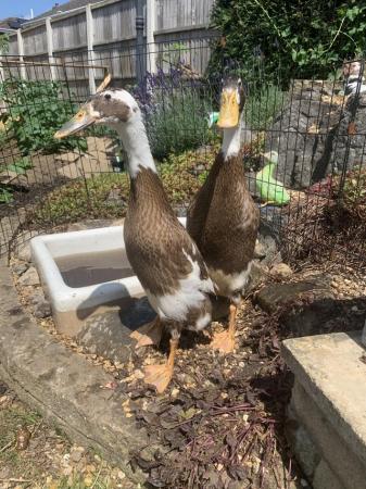Image 2 of Two 7 week old runner ducks