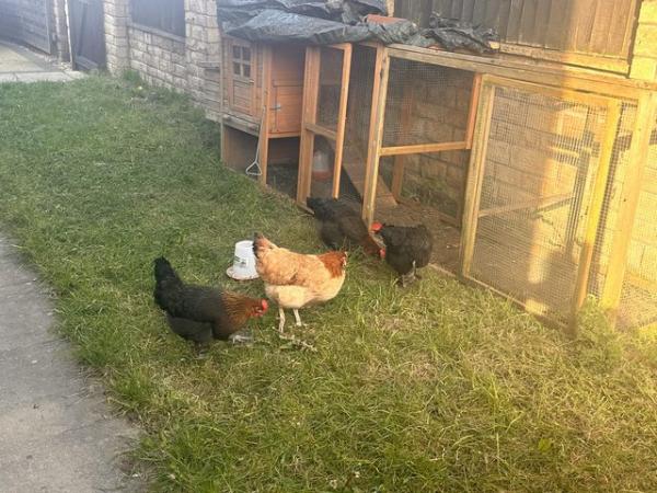 Image 1 of Large chicken coop with extended Run+ 4 Hens 21 week old