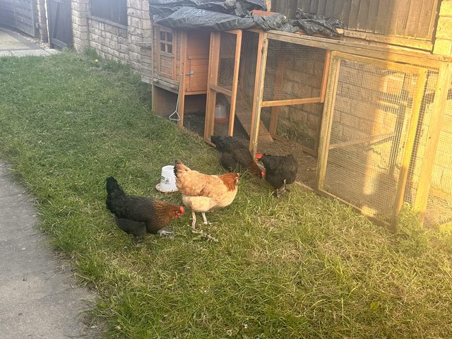 Preview of the first image of Large chicken coop with extended Run+ 4 Hens 21 week old.