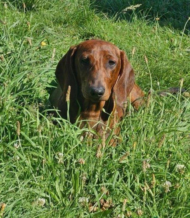 Preview of the first image of Standard Show Dachshund Puppies Kc reg CH line.