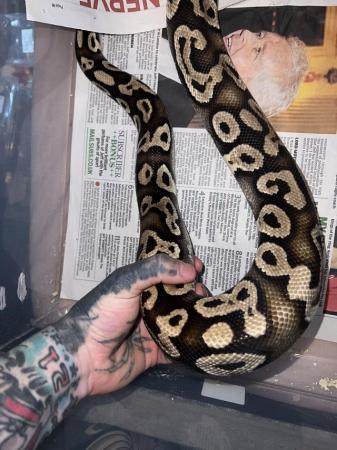 Image 5 of Male Pastel Phantom adult ball Python…