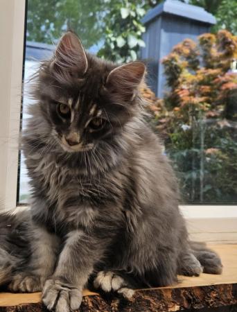 Image 9 of MAINE COON TICA REGISTERED KITTENS FOR SALE