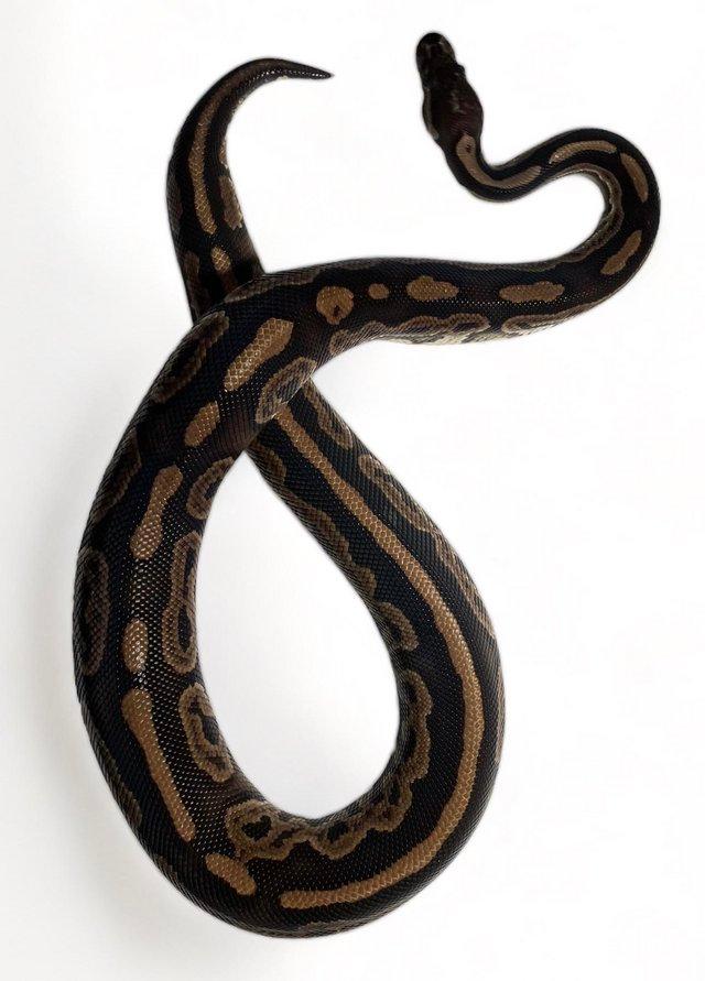 Preview of the first image of CB21 Male Black Pastel, Double Het Pied & Ghost Royal Python.