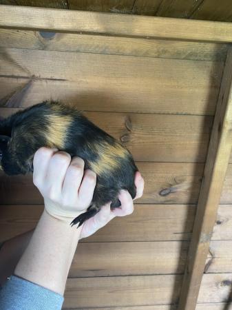 Image 4 of 5 Month Old Male Guinea Pigs
