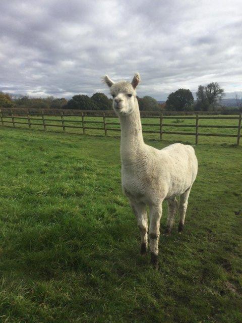 Preview of the first image of BAS Registered Breeding Male Alpaca.