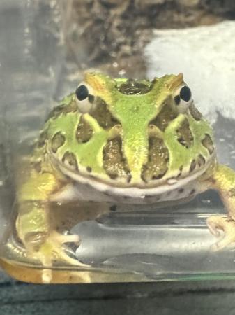 Image 6 of Pac-Man Lime Green Frog. Really nice pattern