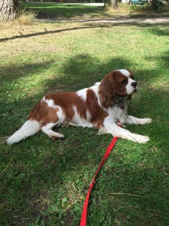 Image 3 of Extensively Health Tested Cavalier King Charles Spaniel Stud
