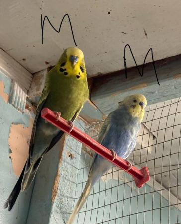 Image 7 of Budgies for sale, this years young