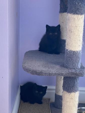 Image 2 of Gorgeous British Shorthair Kittens