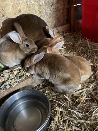 Image 11 of Adorable, friendly Standard Rex rabbit babies