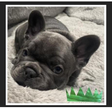 Image 21 of ***ALL SOLD*** - Stunning blue French bulldogs KC registered