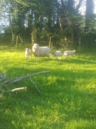 Image 2 of 3 Ryelands ewes for sale