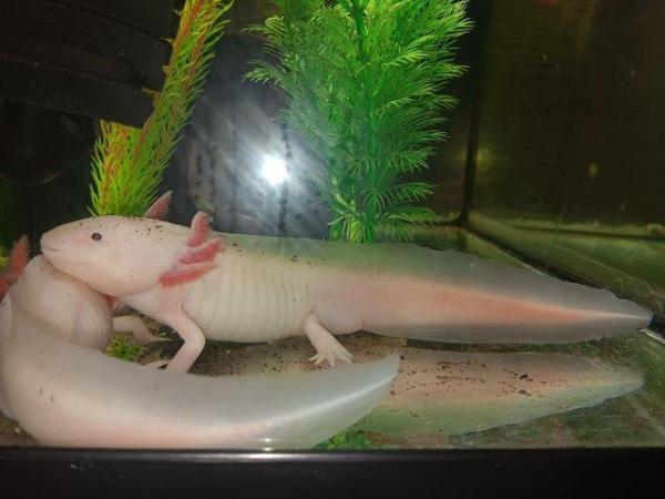 Image 3 of Male white albino axolotl for sale 2 years old