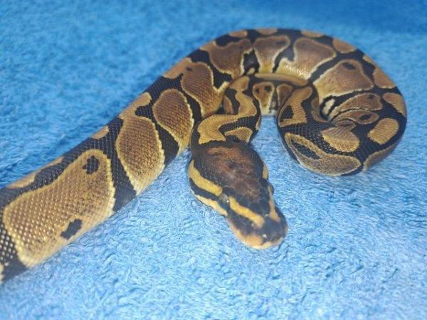 Image 2 of Royal python male baby cb23