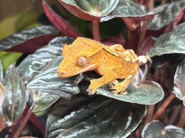 Preview of the first image of Crested Geckos At The Marp Centre June.