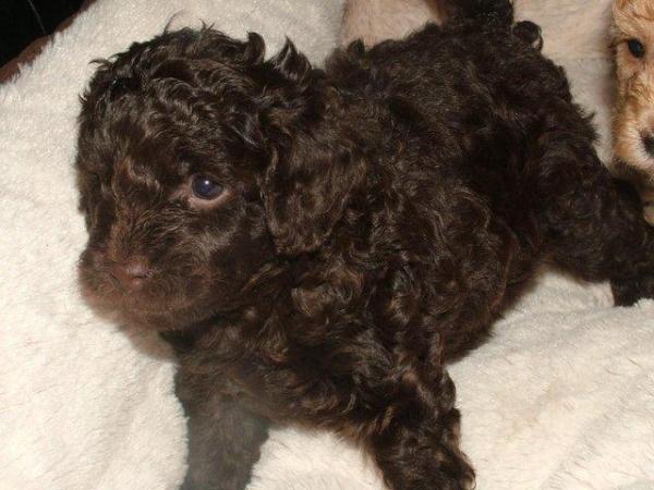 Image 21 of Tiny phantom HEALTH tested poodle for STUD ONLY