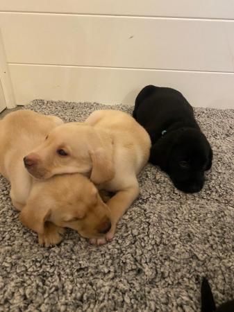 Image 12 of Beautiful Labrador pups for sale