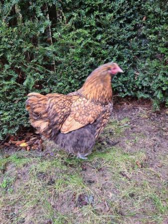Image 2 of **Free** Gold Laced Orpington Cockerals