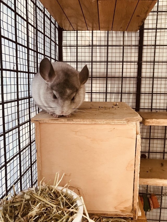 Preview of the first image of White ebony baby male chinchilla.