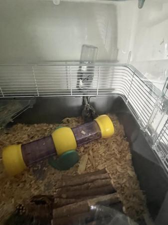 Image 2 of Russian dwarf hamster and accessories