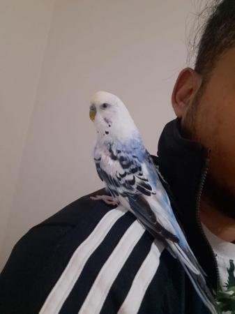 Image 5 of Hand tamed budgie for sale