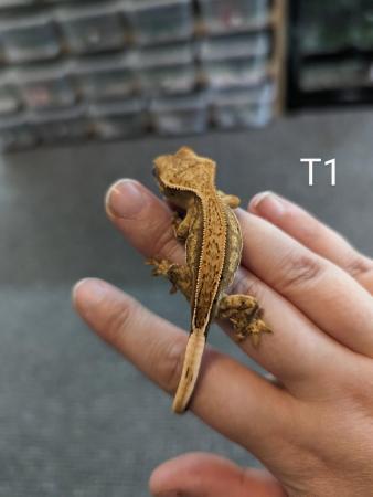 Image 1 of Various baby crested geckos