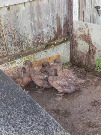 Image 1 of 2 Khaki Campbell female ducks