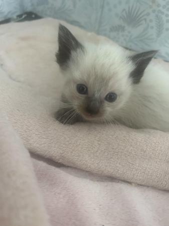 Image 9 of Our beautiful rag doll kittens