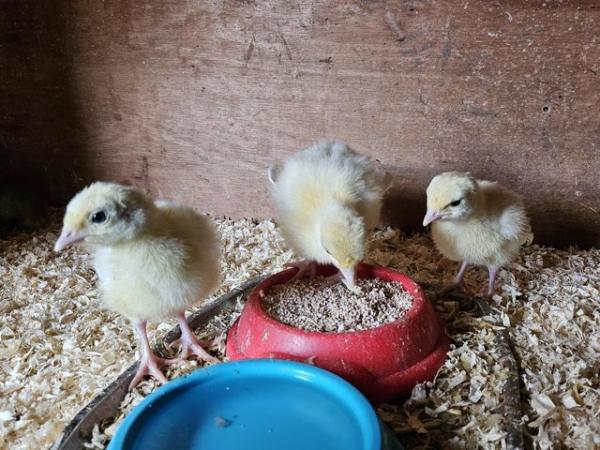 Image 5 of Ducklings and turkey chicks, pure breeds