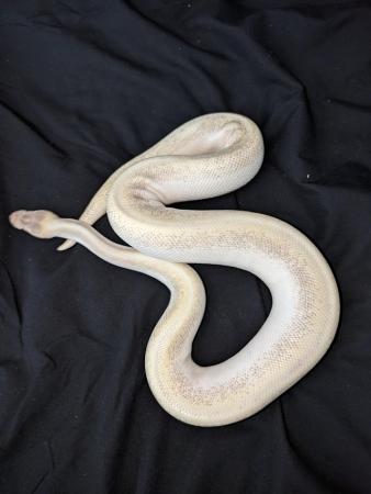Image 6 of Flokie and ghost royal/ball pythons
