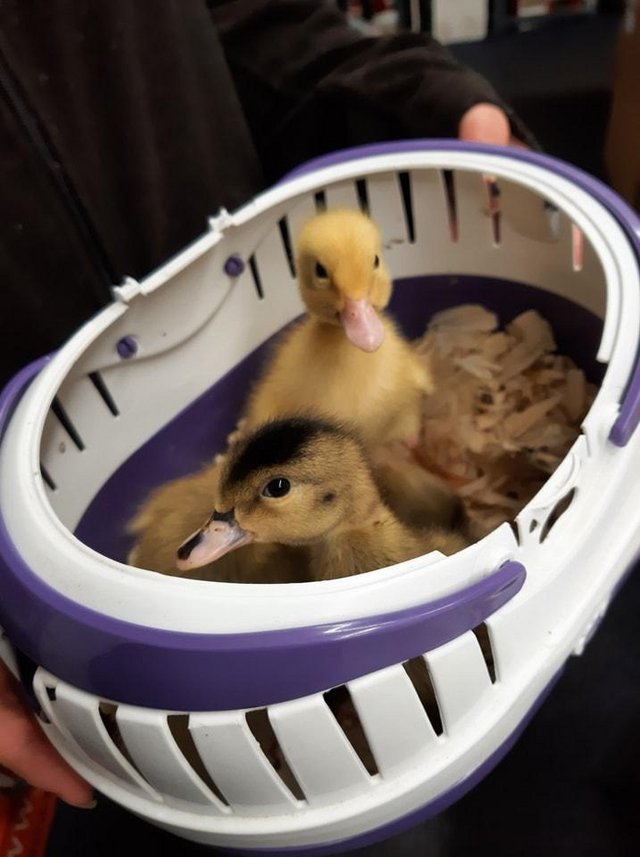 Preview of the first image of DUCKLINGS FOR SALE MIXED AGES.