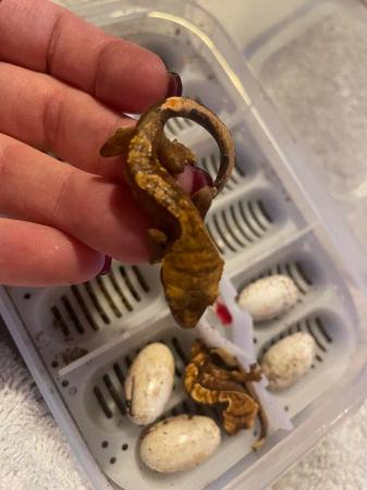 Image 1 of Crested gecko babies for sale in wantage