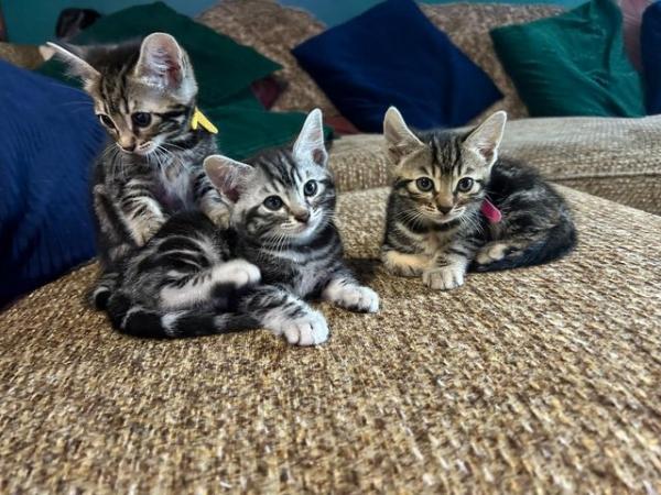 Image 6 of Bengal kittens for sale! Born 8th February **REDUCED £500**