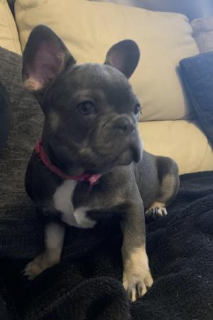Image 2 of 2 Female French Bulldog ready for the fur-ever homes