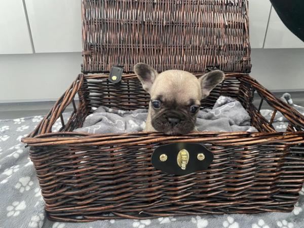Image 5 of KC Registered French Bulldog Puppies