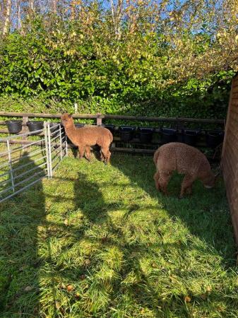 Image 4 of BAS REGISTERED BEAUTIFUL QUALITY BABY ALPACAS