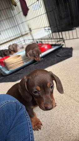 Image 3 of Mini dachshund chocolate pups