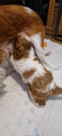Image 5 of Cavalier king charles puppies (Health tested Perants)
