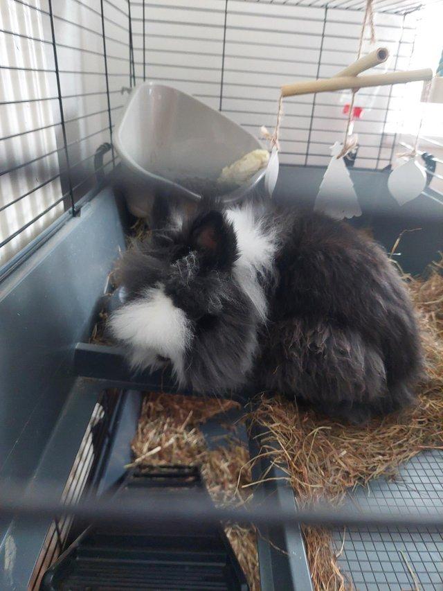 Preview of the first image of 12 month old rabbit lionhead beautiful.
