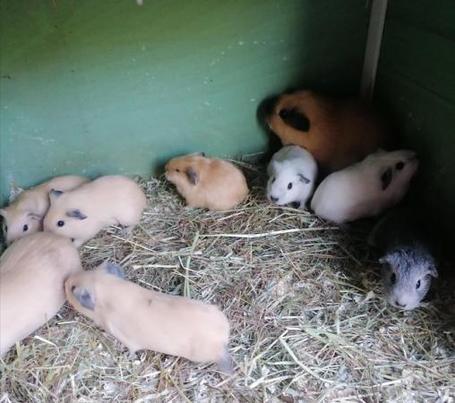 Image 4 of Lovely bonded pair of baby Guinea pigs